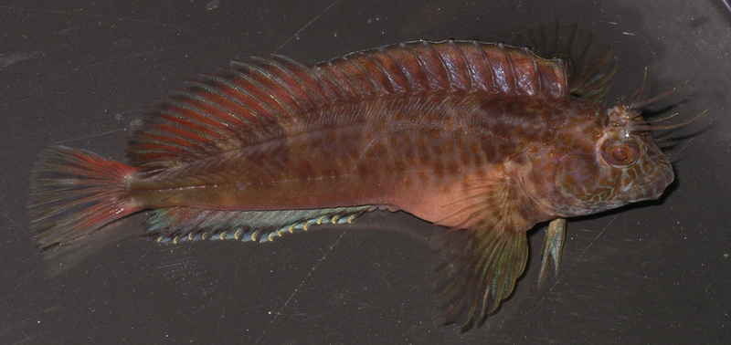 Hypleurochilus multifilis.jpg